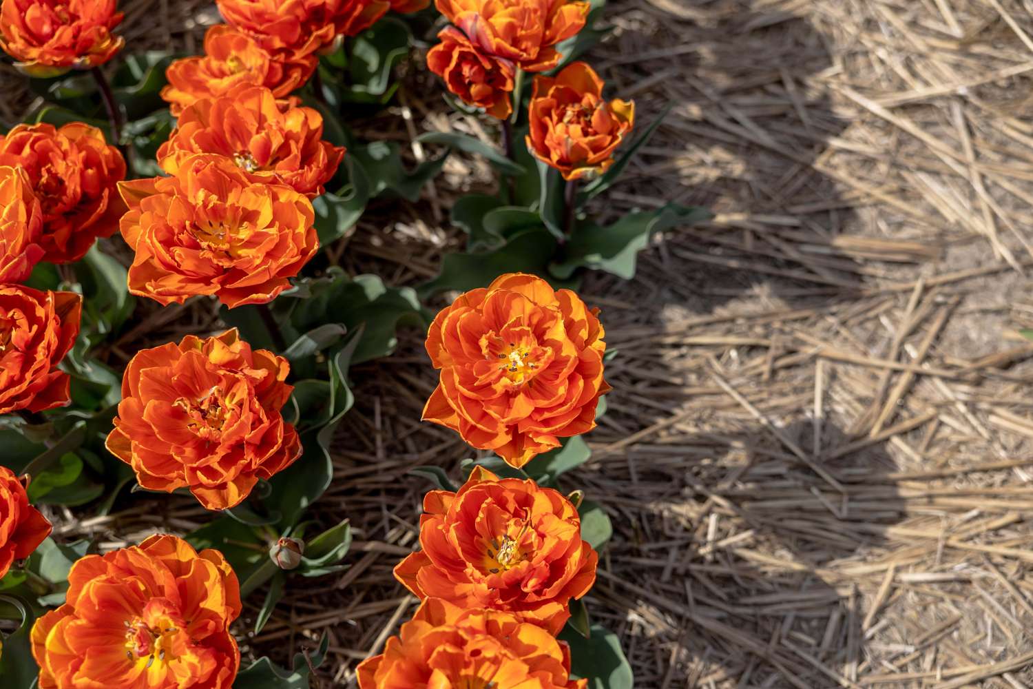 Tulppaani 'Orange Princess'